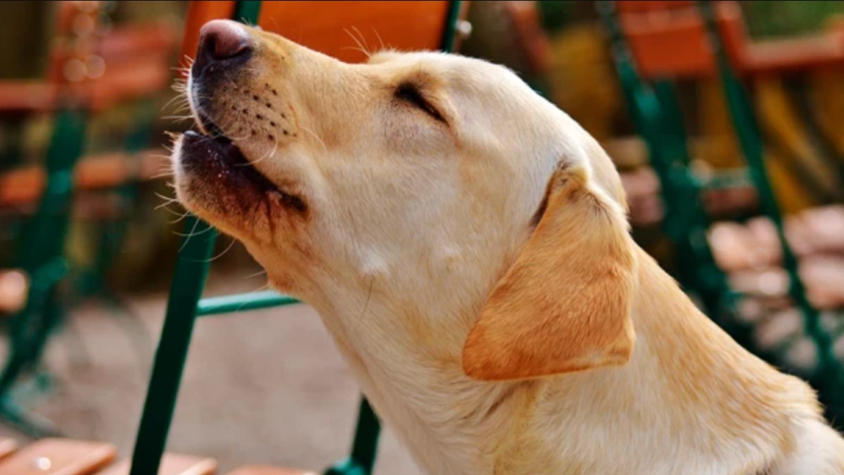 Köpeklerin ezan okunurken ulumasının sebebi bakın neymiş…